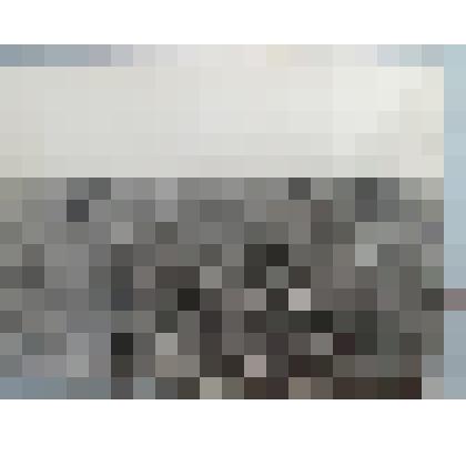 Фотография. Группа быков - производителей на пастбище