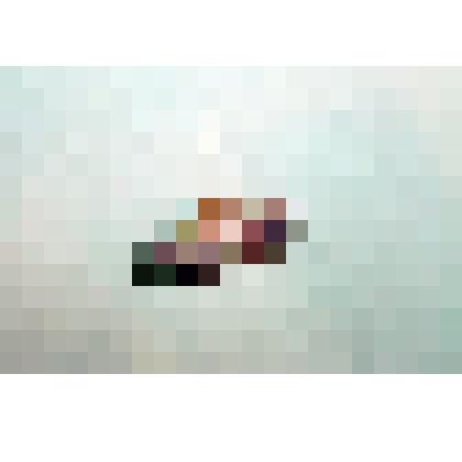 Раковина моллюска. Лучистая теллина