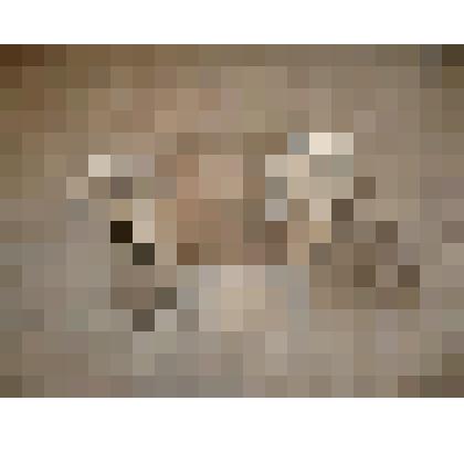 Плечевая кость носорога