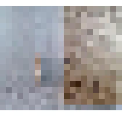 Игла морского ежа