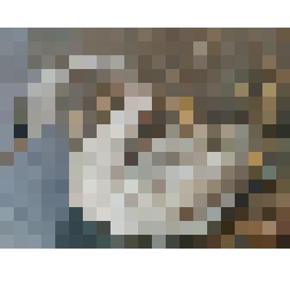 Чучело лебедя