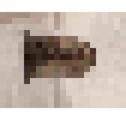 Коробка конфетная с иллюстрациями фабрики конфет и шоколада Удельного ведомства с.Рамонь Воронежская губерния