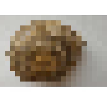 Окаменелости ракушечика