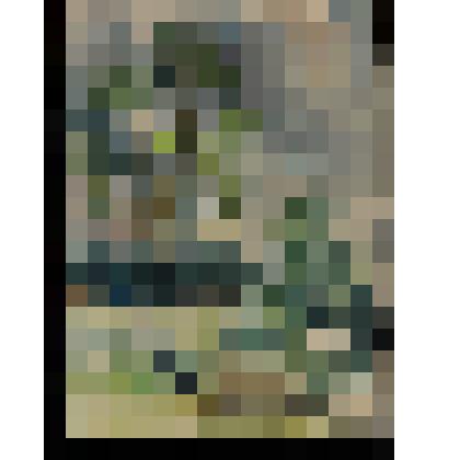 Два деревца. Лето