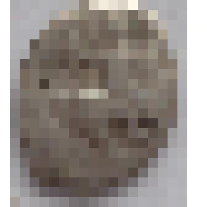 Монета. Денга