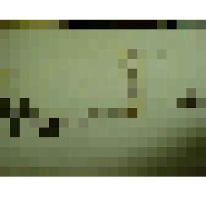 Гербарий. Недотрога обыкновенная. Из гербария "Флора Ингрика"