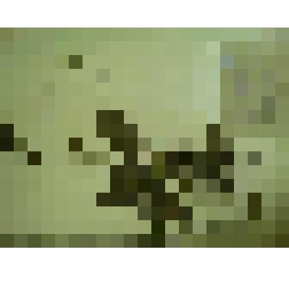 Гербарий. Гравилат алеппский, гербария М.И.Губельмана