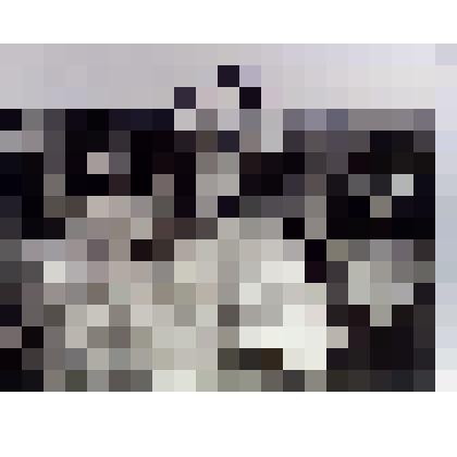 Фото лошадей одного из сельхозпредприятий Ольского района