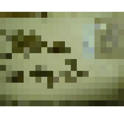 Гербарий. Малина сахалинская, гербария М.И.Губельмана