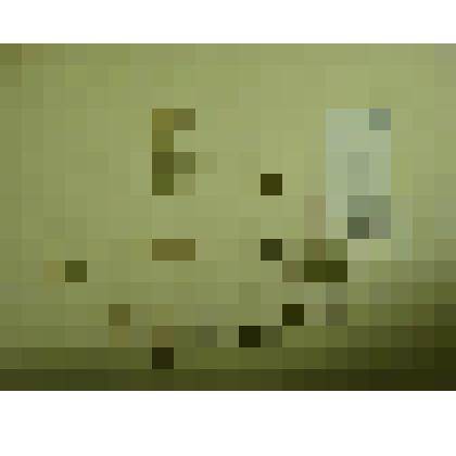 Гербарий. Кислица обыкновенная. Из гербария "Флора Ингрика"