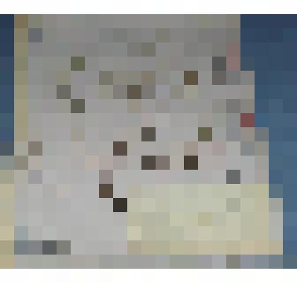 Ботаническая коллекция. Гвоздика разноцветная, семейство гвоздичные, на гербарном листе, Минусинский район, село Тигрицкое. Caryophyllacae  P. Dianthus  B. versicolor