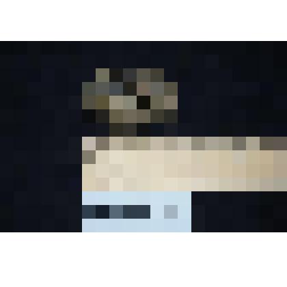 Раковина  двустворчатого моллюска