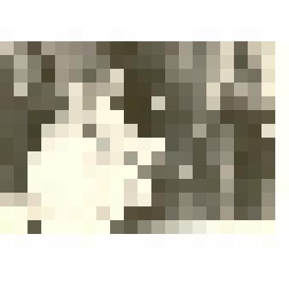 Фотография: дойка коров электродоильной установкой типа "Елочка" на летних выпасах в Рыбинском отделении совхоза "Рыбинский" Каменского района Алтайского края