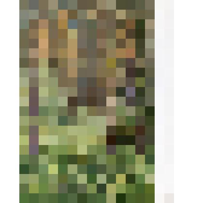 Этюд. Сосновый зал