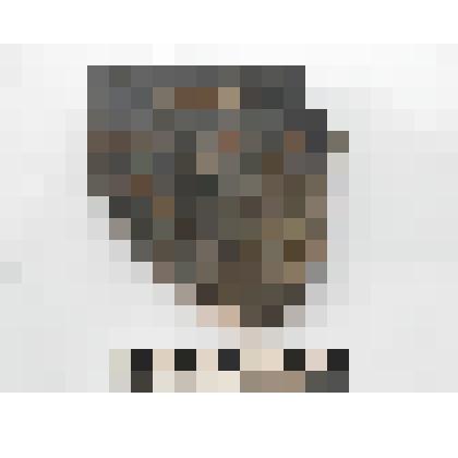 Археология. Фрагмент венчика сосуда, орнаментированный двумя рядами треугольных наколов ниже расположен ряд  из  групп наколов по три. Венчик округлый