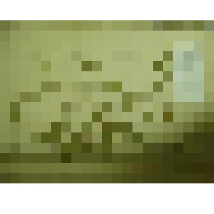 Гербарий. Люцерна серповидная. Из гербария "Флора Ингрика"