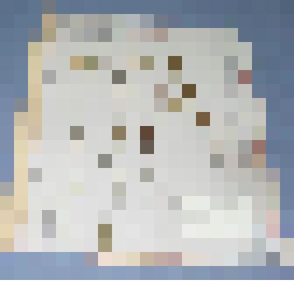 Ботаническая коллекция. Тысячелистник широколистный,  семейство сложноцветные,  на гербарном листе. C Compositae Achillea pobilis