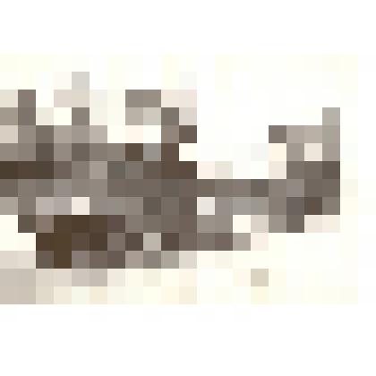 Фотография. Демонстрация 7 ноября 1967 года в г.Камне-на-Оби Алтайского края