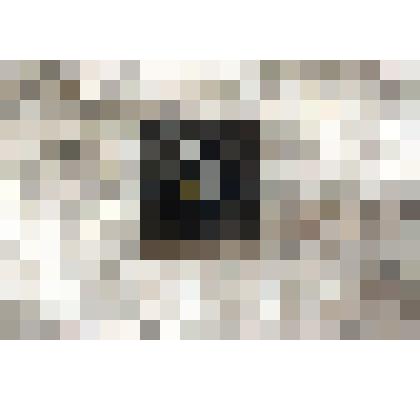 Значок с изображением фехтовальщика