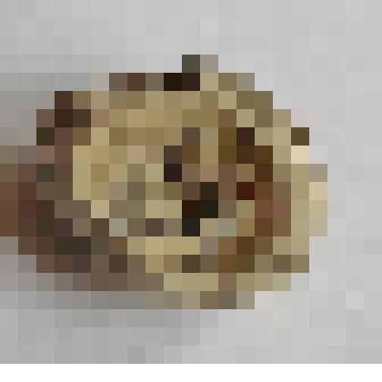 Окаменелый гриб шампиньон