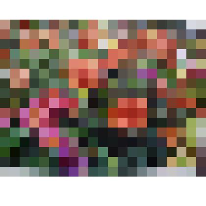 Цветное фото. Сорта георгин : Миссис Эйлин, Буга Мюнхен