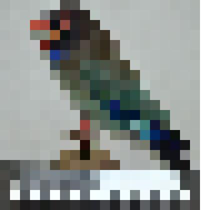 Чучело. Восточный широкорот (Eurystomus orientalis)