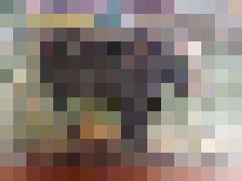 Этюд. Корова