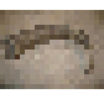 Рог дикого козла