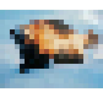 Фотография цветная "Росомаха"