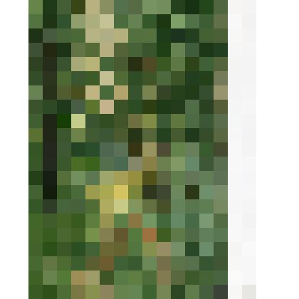 Этюд. Дорога к вырубке