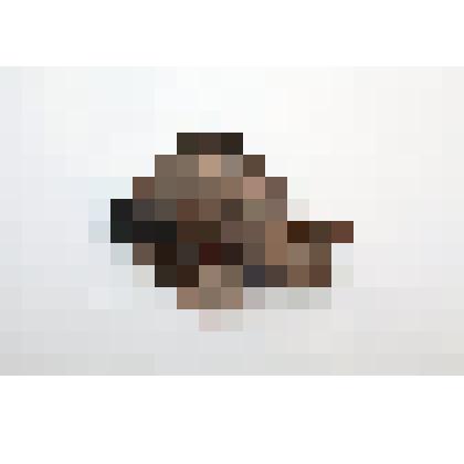 Раковина моллюска. Ксенофора