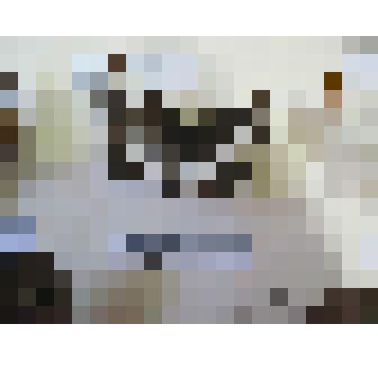 Пеструшка обыкновенная. Бабочка. Из коллекции