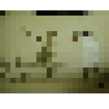 Гербарий. Герань лесная. Из гербария "Флора Ингрика"