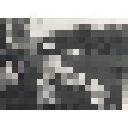 Фотография из набора, посвященного 200-летию со Дня рождения С.Т.Аксакова. Ромашки