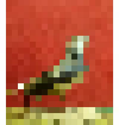 Чибис (Пигалица) Vanellus vanellus