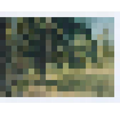 Еловая аллея у опушки леса