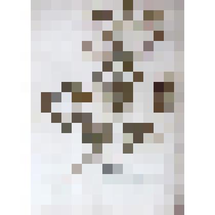 Гербарий. Молочай прутьевидный