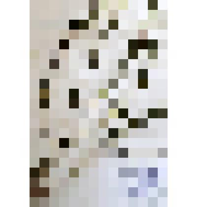 Гербарий
Стеллера карликовая (колпачки)