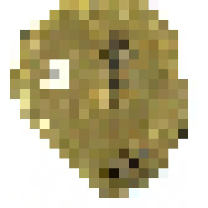 Bardospermum rigidum S.Meyen