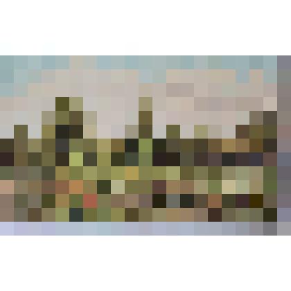 Плантации цветов. Этюд