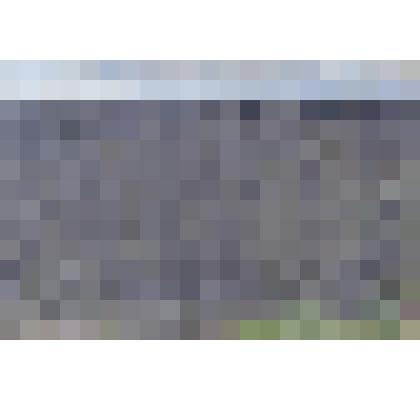 Картина. Прозрачный лес