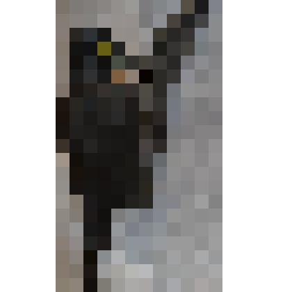 Чучело черного дятла