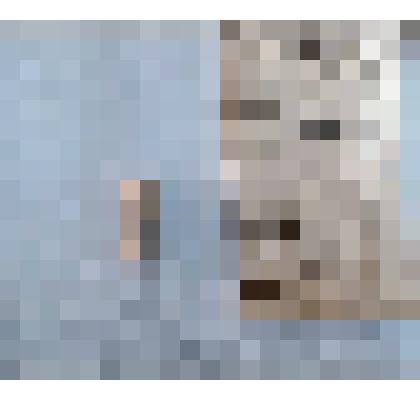 Игла морского ежа