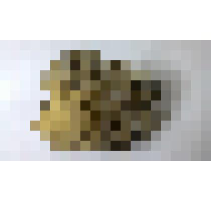 Окаменелость. Известняк с остатками окаменевшей колонии мшанок