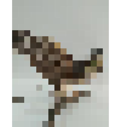 Чучело птицы "Кобчик"