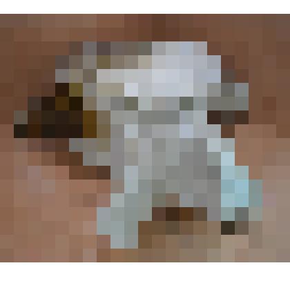 Позвонок кита (Balaenoptera musculus)