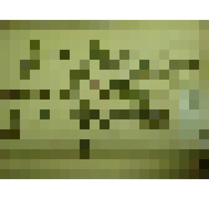 Гербарий. Клевер гибридный. Из гербария "Флора Ингрика"