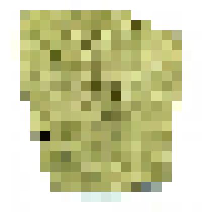 Lepidodendron veltheimii Sternb