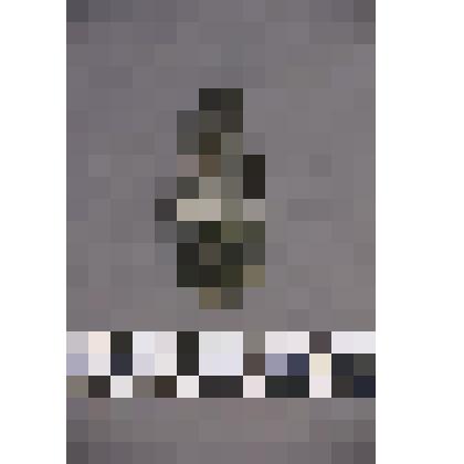 коллекция В.Ф. Лагодича. Талисман каменный выполненный в виде головы человека. Лицо вырезано на узкой грани. Украшен горизонтальными линиями по кругу от лба до подбородка. Камень темного цвета