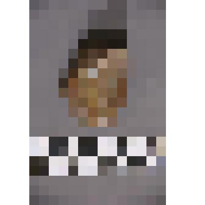 коллекция В.Ф. Лагодича. Талисман каменный выполненный в виде головы человека. С вырезанными волосами на выступающем лбу. Камень коричневого цвета